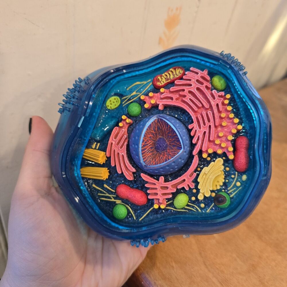 Animal 3D Cell Model High School Biology Plastic Educational Toy Teaching Tool